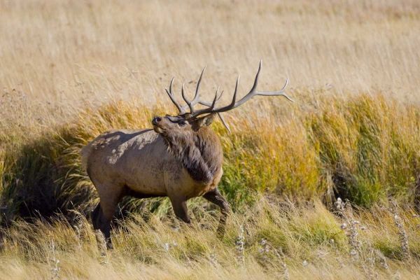 CO, Rocky Mts, Moraine Valley Bull elk